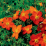 Potentilla fruticosa 'Red Sunset'.png